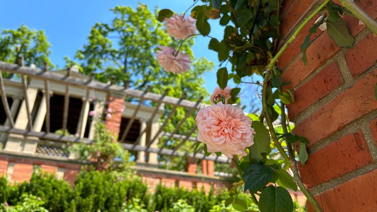 Rose im Rosengarten Villa Berg