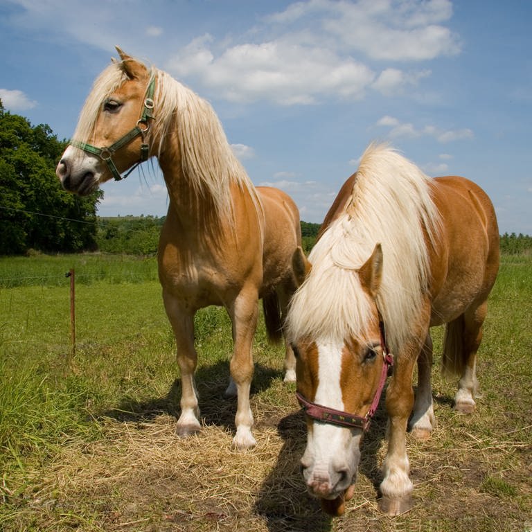 Zwei Pferde grasen auf einer Weide, was in Aalen nach der neuen Polizeiverordnung eigentlich unmöglich wäre, da Tiere ihren Mist nicht mehr auf landwirtschaftlichen Flächen hinterlassen dürfen.  (Foto: IMAGO, Panthermedia)