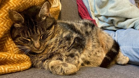 Katzendame Wanda wird 170 Kilometer von ihrem Zuhause entfernt in Bernkastel-Kues an der Mosel gefunden. Ihre Besitzerinnen in Frankfurt haben die Katze sieben Monate vermisst.