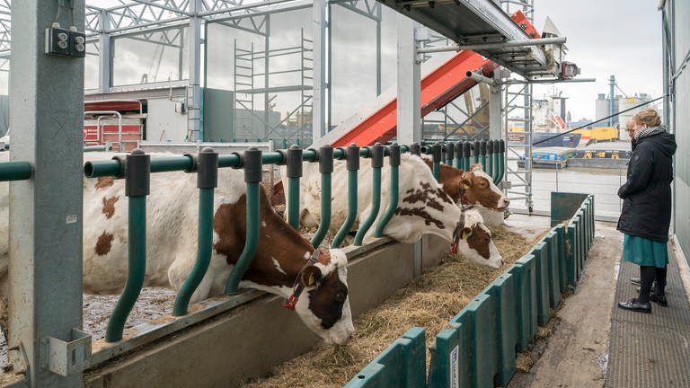 Die schwimmende Farm in Rotterdam: Kühe stehen in ihrem Stall und fressen